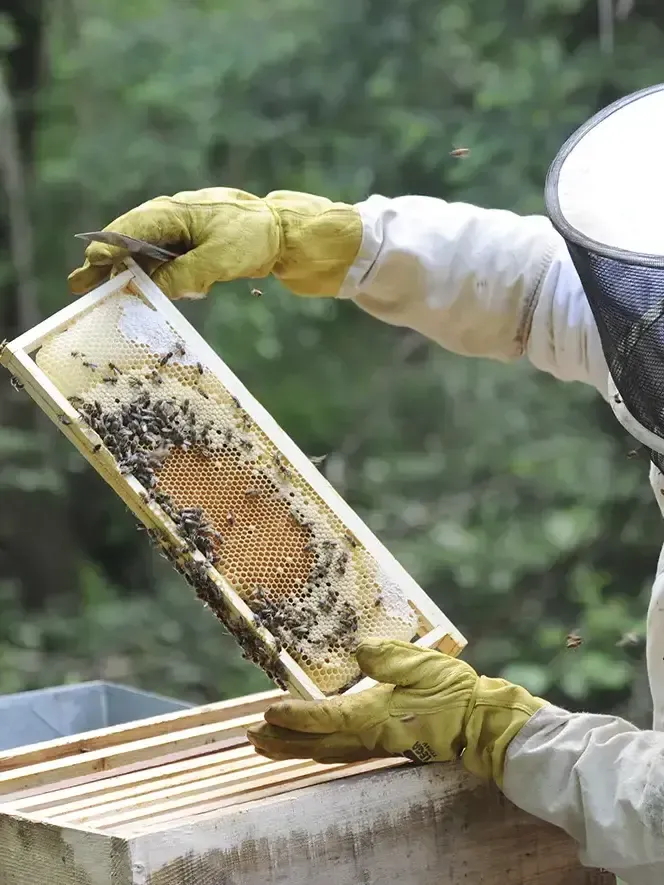 récupérer l’essaim d’abeilles