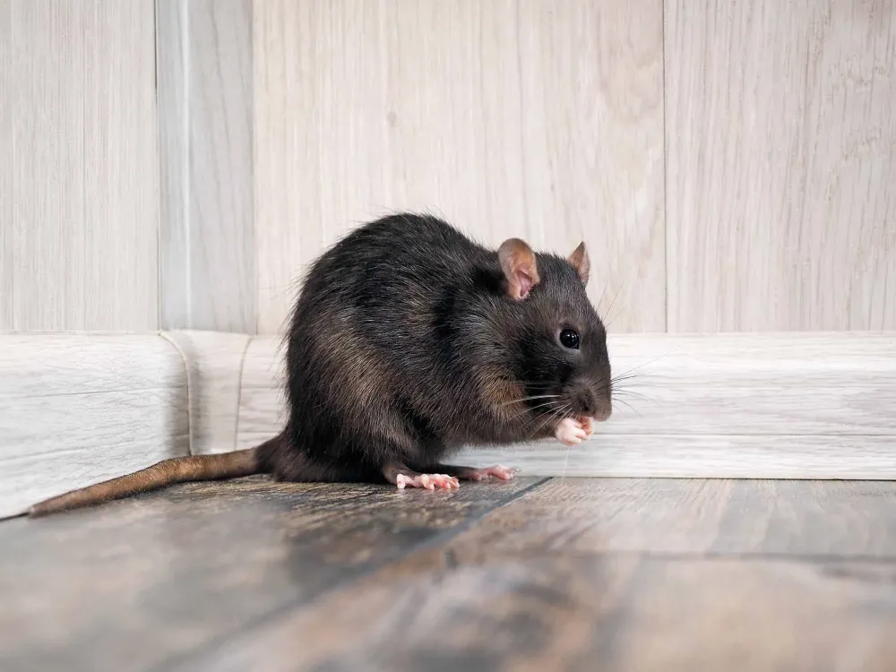 Rats à Mont-de-Marsan